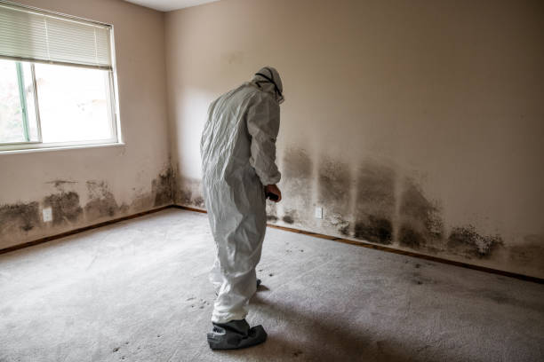 Best White Mold Remediation in Pilot Point, TX