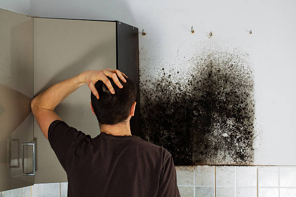 Best Commercial Mold Remediation in Pilot Point, TX