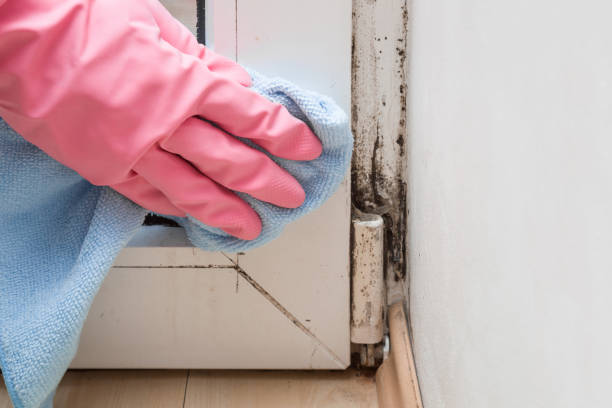 Best Bathroom Mold Remediation in Pilot Point, TX