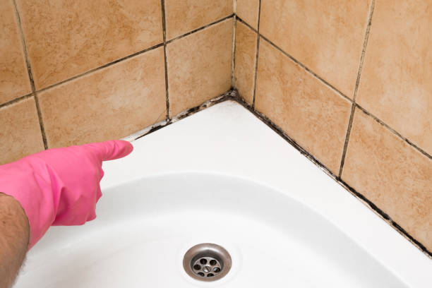 Professional Mold Remediation in Pilot Point, TX